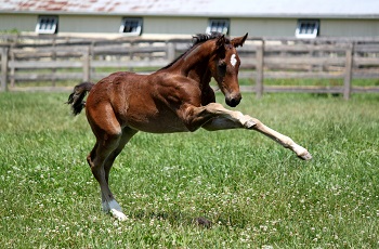 Foal